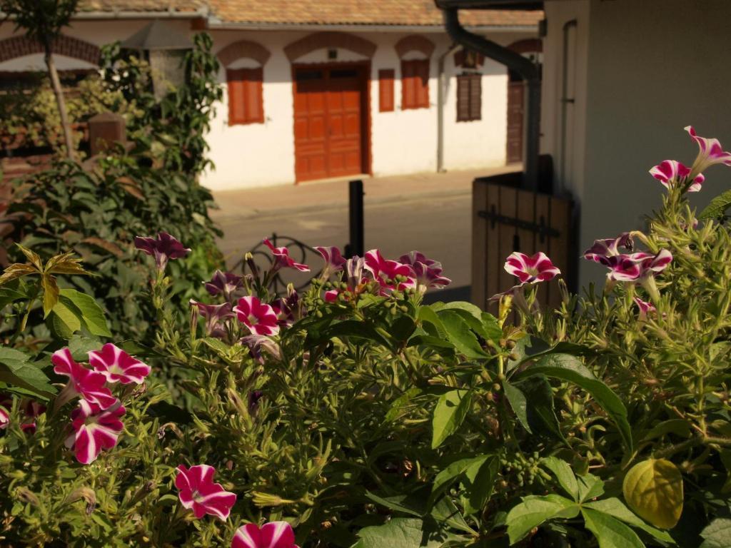 Vitenyi Pince Vendeghaz Villany Ngoại thất bức ảnh